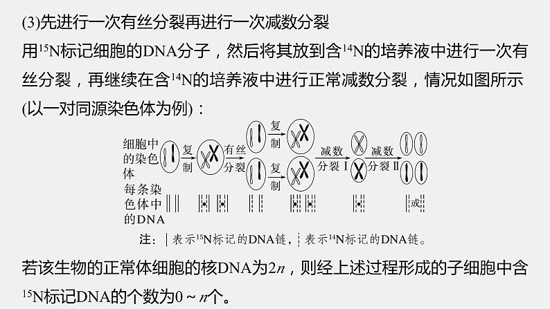 第一篇　主题一　专题(二)　命题点2　细胞增殖与遗传、变异的关系第8页