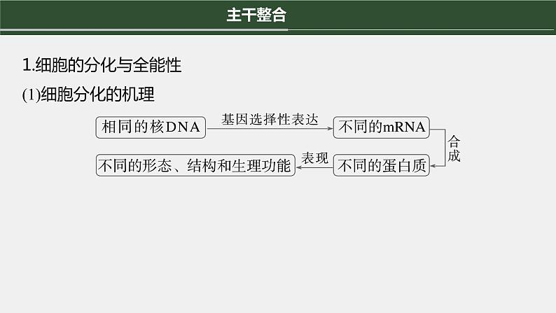 第一篇　主题一　专题(二)　命题点3　细胞的分化、衰老和死亡第4页