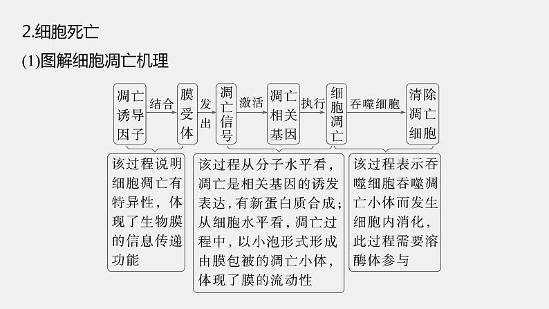 第一篇　主题一　专题(二)　命题点3　细胞的分化、衰老和死亡第8页