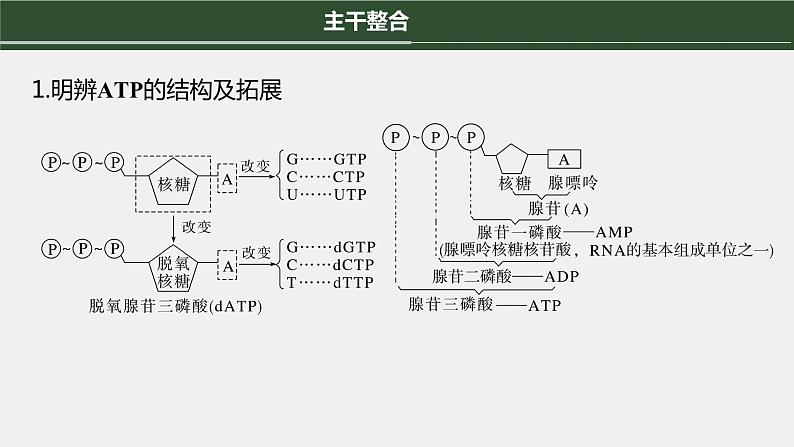 第一篇　主题一　专题(三)　命题点2　酶和ATP在代谢中的作用 2024年高考生物二轮复习课件+讲义04