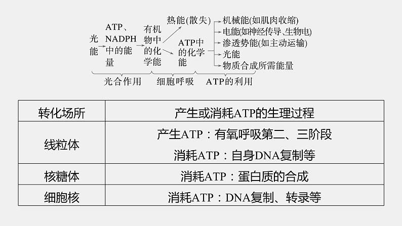 第一篇　主题一　专题(三)　命题点2　酶和ATP在代谢中的作用 2024年高考生物二轮复习课件+讲义06