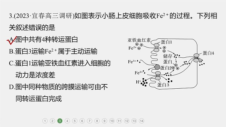 第一篇　主题一　专题(三)　专题强化练 细胞代谢的保障 2024年高考生物二轮复习课件+讲义07