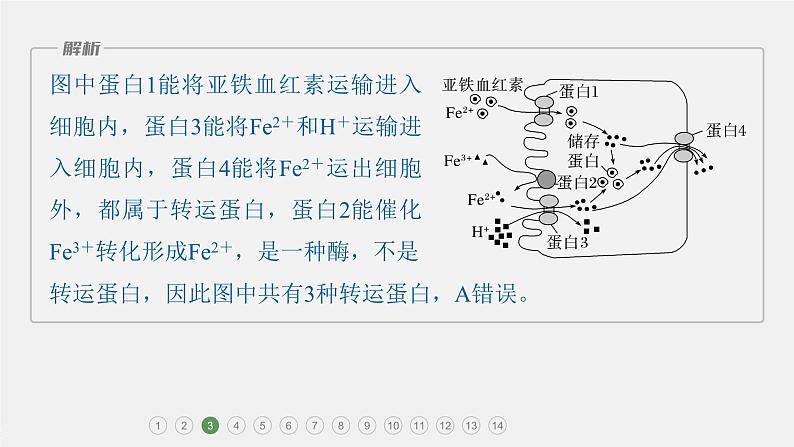 第一篇　主题一　专题(三)　专题强化练 细胞代谢的保障 2024年高考生物二轮复习课件+讲义08