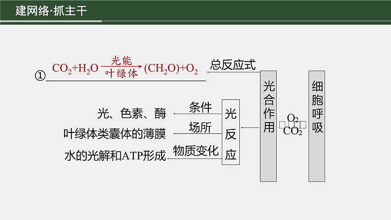 第一篇　主题一　专题(四)　命题点1　光合作用和细胞呼吸的原理第3页