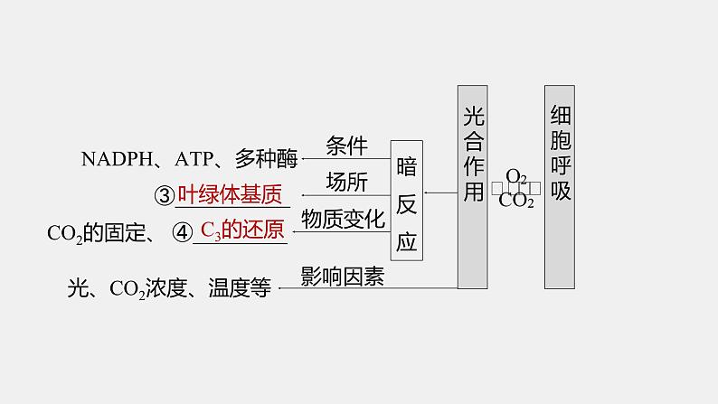 第一篇　主题一　专题(四)　命题点1　光合作用和细胞呼吸的原理第4页