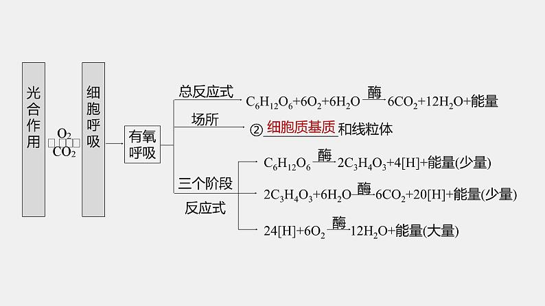 第一篇　主题一　专题(四)　命题点1　光合作用和细胞呼吸的原理第5页