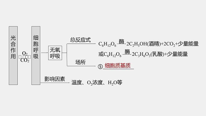 第一篇　主题一　专题(四)　命题点1　光合作用和细胞呼吸的原理第6页