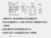 第一篇　主题一　专题(四)　专题强化练B 光合作用和细胞呼吸B 2024年高考生物二轮复习课件+讲义