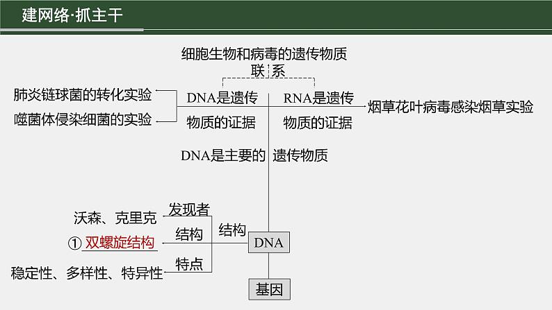 第一篇　主题二　专题(五)　命题点1　遗传物质的发现第3页