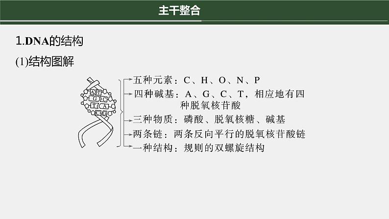 第一篇　主题二　专题(五)　命题点2　遗传信息的传递和表达第4页