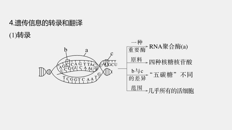 第一篇　主题二　专题(五)　命题点2　遗传信息的传递和表达 2024年高考生物二轮复习课件+讲义08