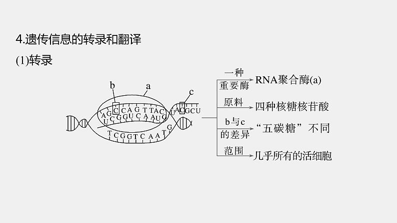 第一篇　主题二　专题(五)　命题点2　遗传信息的传递和表达第8页