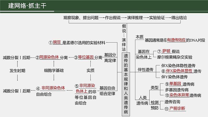 第一篇　主题二　专题(六)　命题点1　辨清遗传规律“实质”与相关“比例”第3页