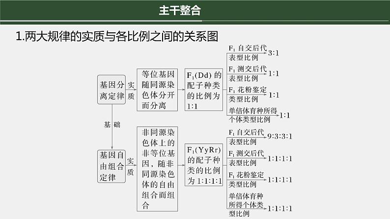 第一篇　主题二　专题(六)　命题点1　辨清遗传规律“实质”与相关“比例”第6页