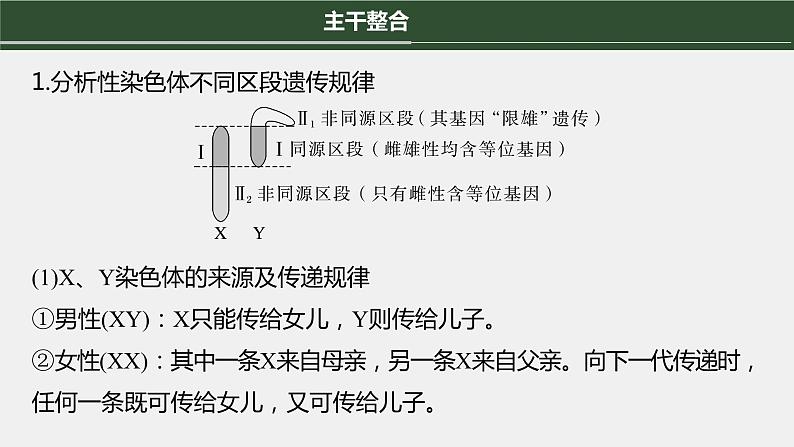 第一篇　主题二　专题(六)　命题点2　伴性遗传与人类遗传病第4页