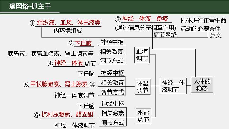 第一篇　主题三　专题(八)　命题点1　内环境的稳态及调节 2024年高考生物二轮复习课件+讲义03