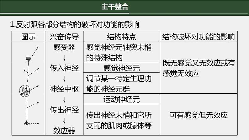 第一篇　主题三　专题(八)　命题点2　神经调节第4页