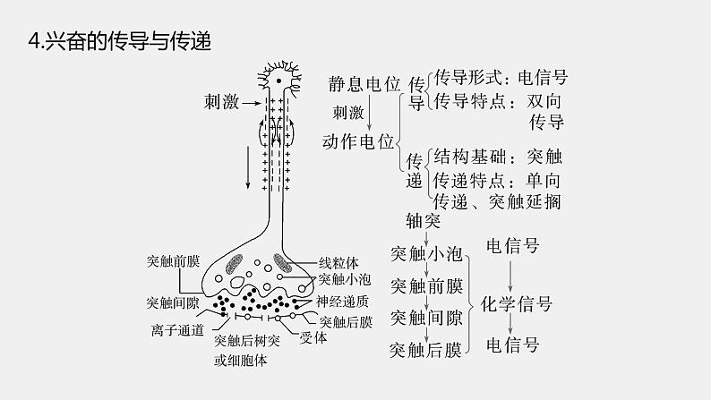 第一篇　主题三　专题(八)　命题点2　神经调节第7页