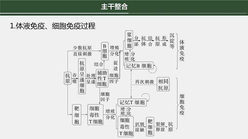 第一篇　主题三　专题(八)　命题点4　免疫调节第4页