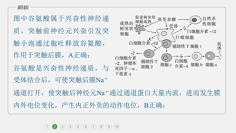 第一篇　主题三　专题(八)　专题强化练B 动物和人体生命活动的调节B 2024年高考生物二轮复习课件+讲义05