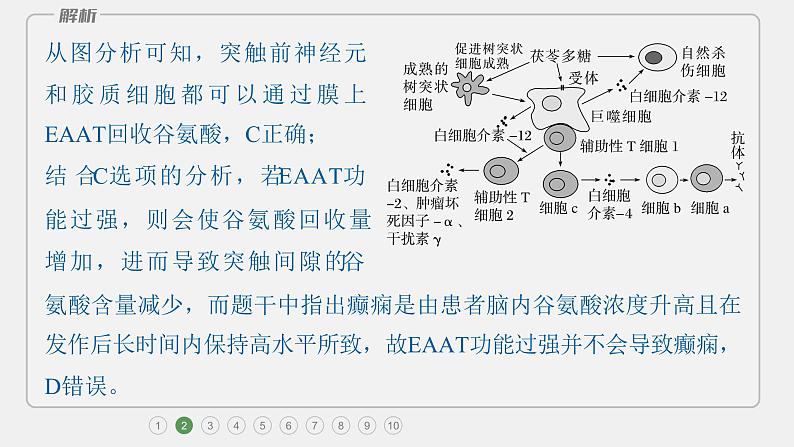 第一篇　主题三　专题(八)　专题强化练B 动物和人体生命活动的调节B 2024年高考生物二轮复习课件+讲义06