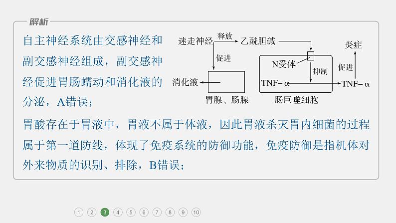 第一篇　主题三　专题(八)　专题强化练B 动物和人体生命活动的调节B 2024年高考生物二轮复习课件+讲义08