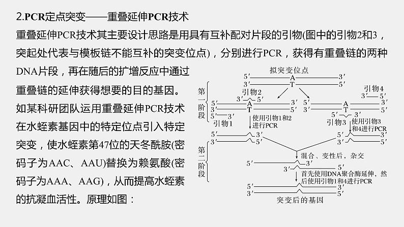 第一篇　主题五　高考热点(五)　PCR的应用 2024年高考生物二轮复习课件+讲义06