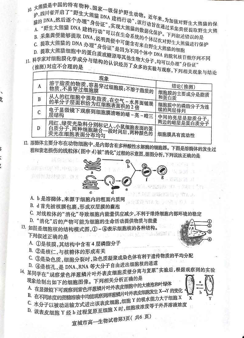 2024宣城高一上学期期末考试生物PDF版含答案第3页