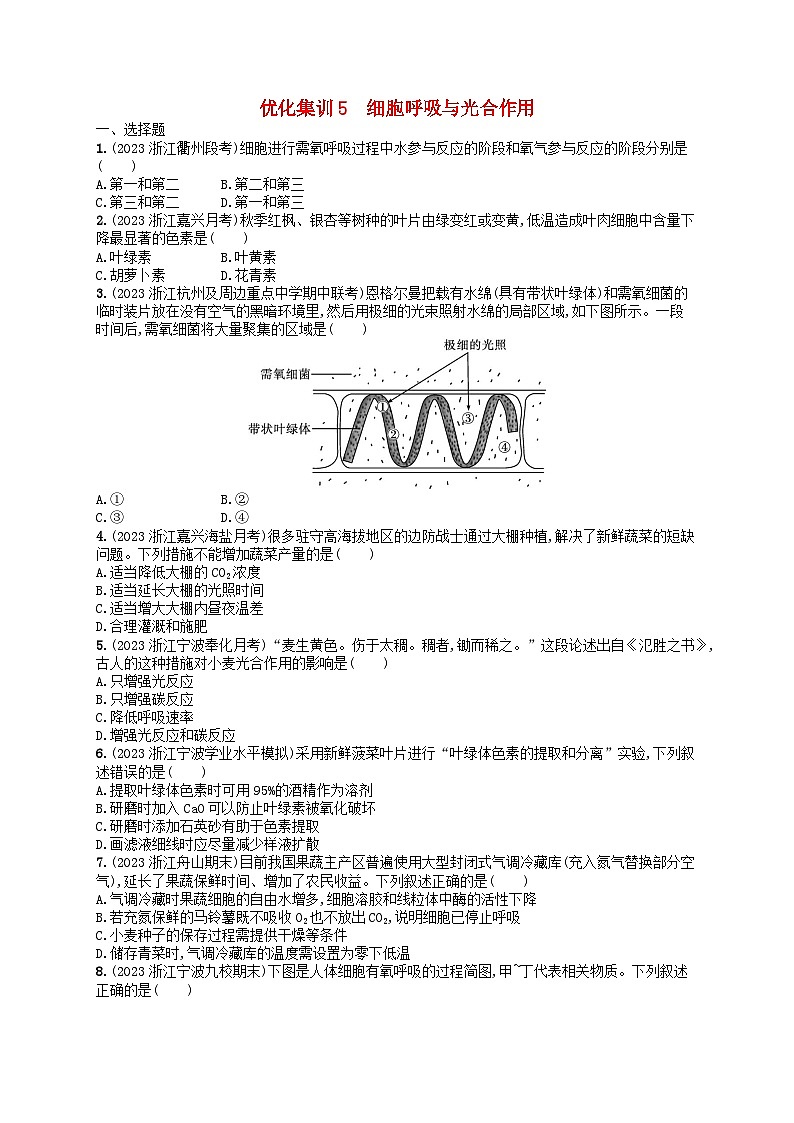 2024高考生物基础知识复习优化集训试题5细胞呼吸与光合作用第1页