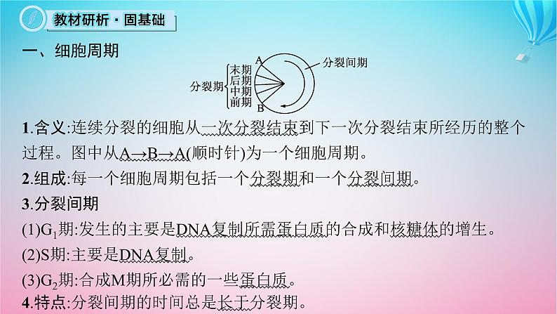 2024高考生物基础知识复习专题突破6细胞的增殖课件第5页