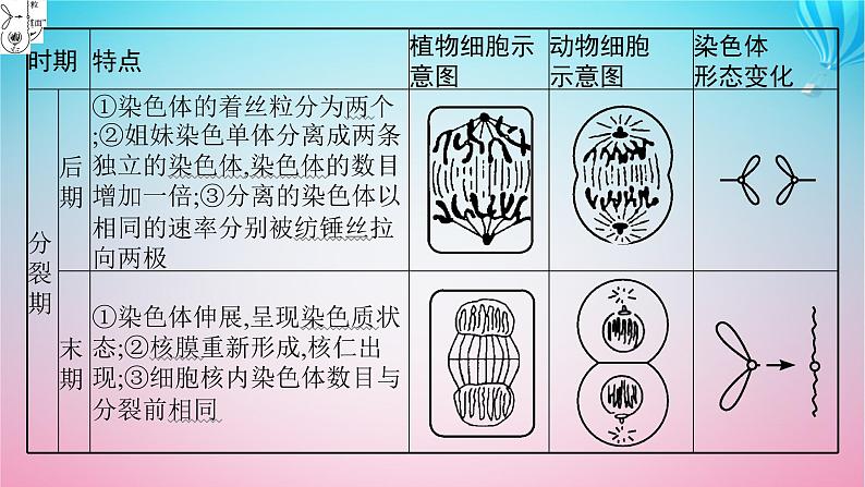 2024高考生物基础知识复习专题突破6细胞的增殖课件第8页