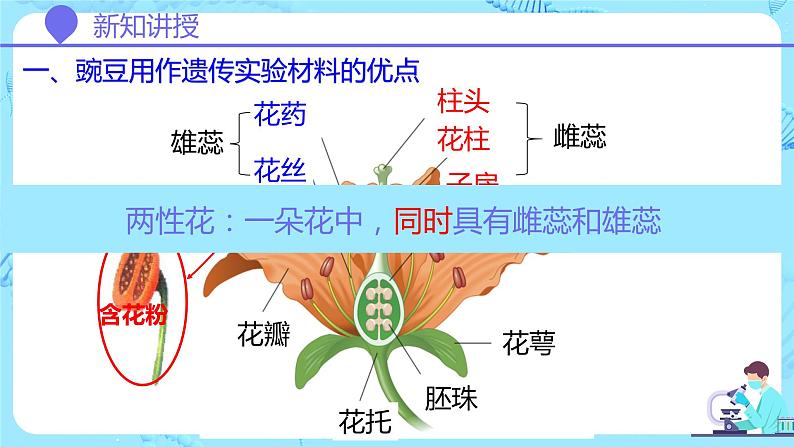 人教版（2019）高中生物学  必修二   遗传与进化   1.1.1孟德尔豌豆杂交实验（一）第1课时   课件第5页