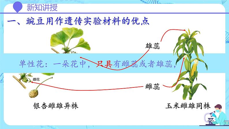 人教版（2019）高中生物学  必修二   遗传与进化   1.1.1孟德尔豌豆杂交实验（一）第1课时   课件第6页