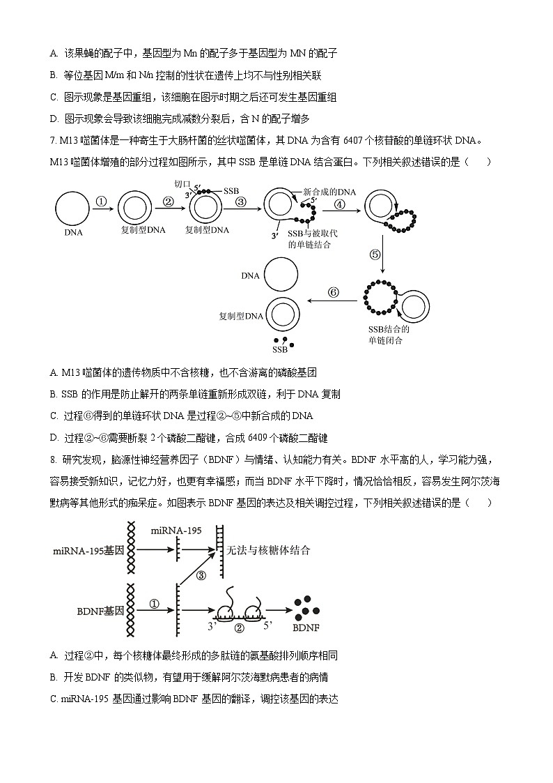安徽省亳州市2023-2024学年高三上学期1月期末生物试题（Word版附解析）03