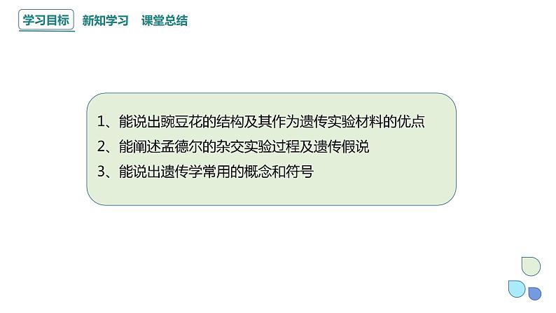 1.1 课时1 孟德尔从一对相对性状的杂交实验中总结出分离定律 课件 2023-2024学年高一生物浙科版（2019）必修2第2页