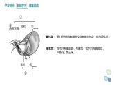 1.1 课时1 孟德尔从一对相对性状的杂交实验中总结出分离定律 课件 2023-2024学年高一生物浙科版（2019）必修2