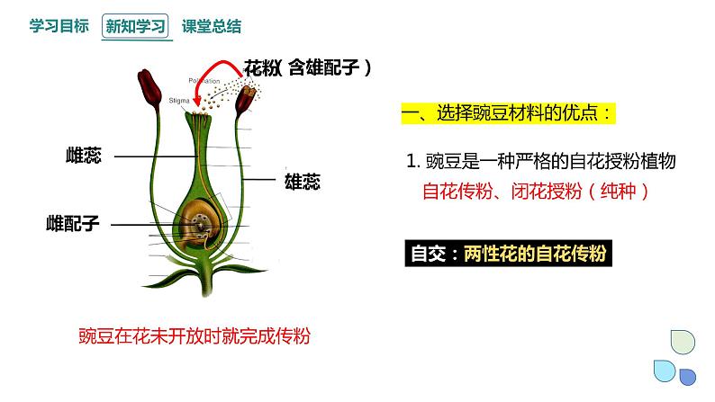 1.1 课时1 孟德尔从一对相对性状的杂交实验中总结出分离定律 课件 2023-2024学年高一生物浙科版（2019）必修2第6页