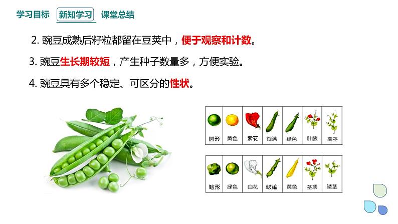 1.1 课时1 孟德尔从一对相对性状的杂交实验中总结出分离定律 课件 2023-2024学年高一生物浙科版（2019）必修2第7页