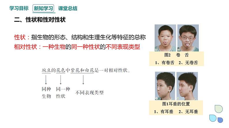 1.1 课时1 孟德尔从一对相对性状的杂交实验中总结出分离定律 课件 2023-2024学年高一生物浙科版（2019）必修2第8页