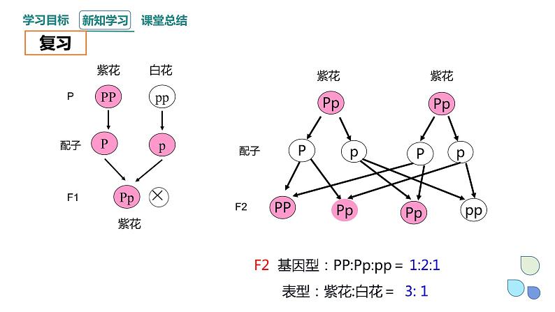 1.1 课时2 孟德尔从一对相对性状的杂交实验中总结出分离定律 课件 2023-2024学年高一生物浙科版（2019）必修203