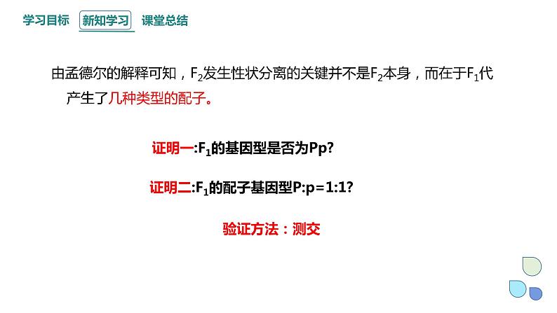 1.1 课时2 孟德尔从一对相对性状的杂交实验中总结出分离定律 课件 2023-2024学年高一生物浙科版（2019）必修204