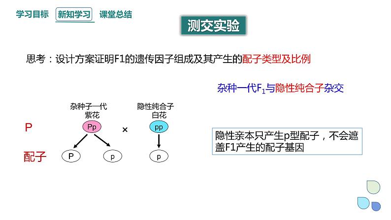 1.1 课时2 孟德尔从一对相对性状的杂交实验中总结出分离定律 课件 2023-2024学年高一生物浙科版（2019）必修205