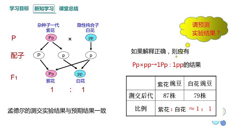 1.1 课时2 孟德尔从一对相对性状的杂交实验中总结出分离定律 课件 2023-2024学年高一生物浙科版（2019）必修206