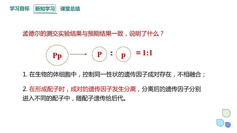 1.1 课时2 孟德尔从一对相对性状的杂交实验中总结出分离定律 课件 2023-2024学年高一生物浙科版（2019）必修207