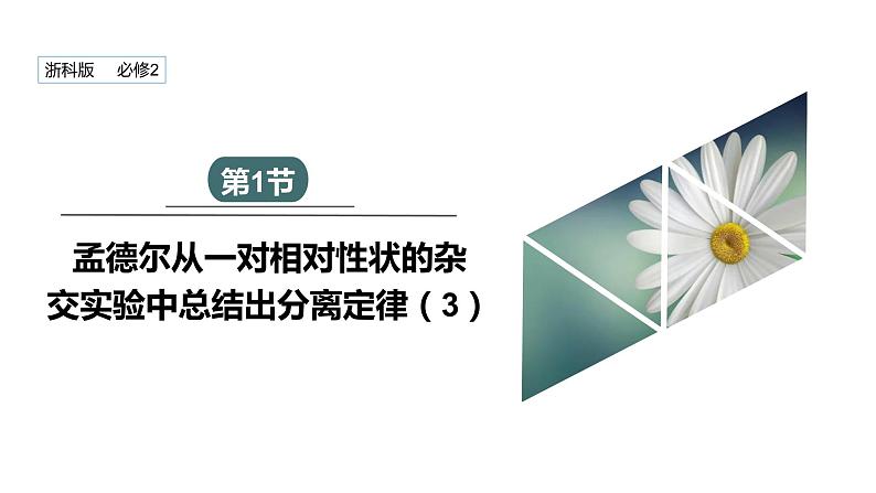 1.1 课时3 孟德尔从一对相对性状的杂交实验中总结出分离定律 课件 2023-2024学年高一生物浙科版（2019）必修2第1页