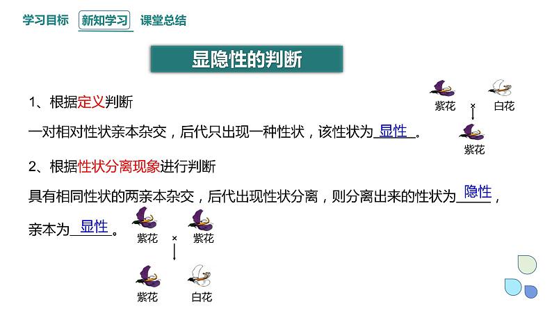 1.1 课时3 孟德尔从一对相对性状的杂交实验中总结出分离定律 课件 2023-2024学年高一生物浙科版（2019）必修2第3页