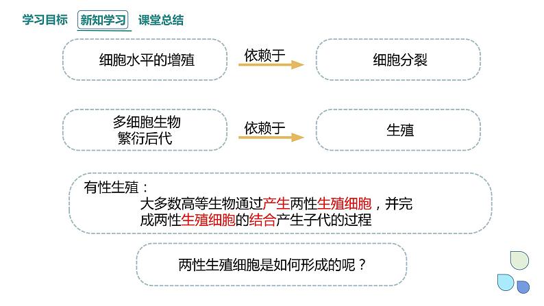 2.1 课时1 染色体通过配子传递给子代（1） 课件 2023-2024学年高一生物浙科版（2019）必修203