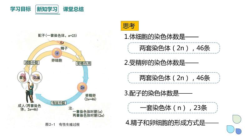 2.1 课时1 染色体通过配子传递给子代（1） 课件 2023-2024学年高一生物浙科版（2019）必修204