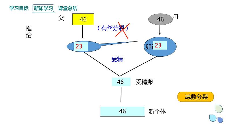 2.1 课时1 染色体通过配子传递给子代（1） 课件 2023-2024学年高一生物浙科版（2019）必修205