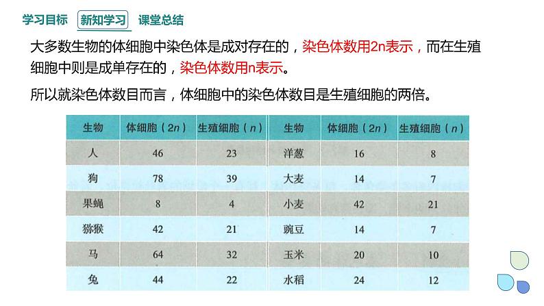 2.1 课时1 染色体通过配子传递给子代（1） 课件 2023-2024学年高一生物浙科版（2019）必修206